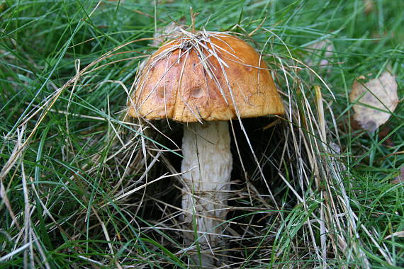 kozák osikový Leccinum albostipitatum den Bakker & Noordel.