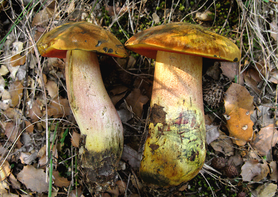 hríb zrnitohlúbikový odfarbený Neoboletus xanthopus (Quél.) Krieglst.