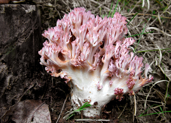 strapačka koralovitá Ramaria botrytis (Pers.) Ricken