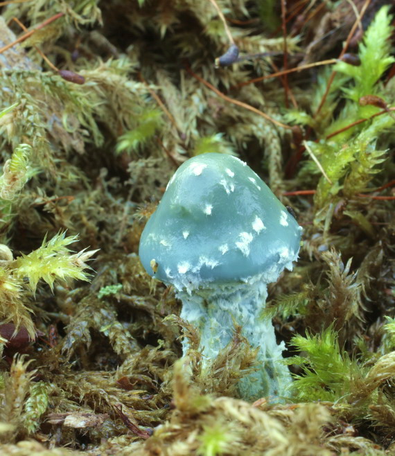 golierovka zelenkastá Stropharia aeruginosa (Curtis) Quél.