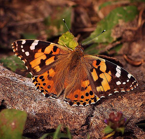 babôčka bodliaková Vanessa cardui