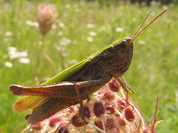 koníky Acridomorpha parvord.