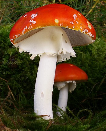 muchotrávka červená Amanita muscaria (L.) Lam.