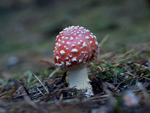 muchotrávka červená Amanita muscaria (L.) Lam.