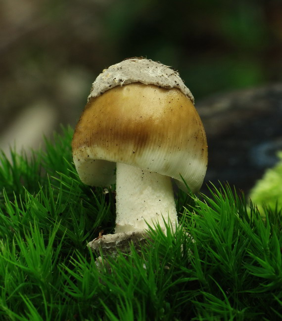 muchotrávka sivopošvatá Amanita submembranacea (Bon) Gröger