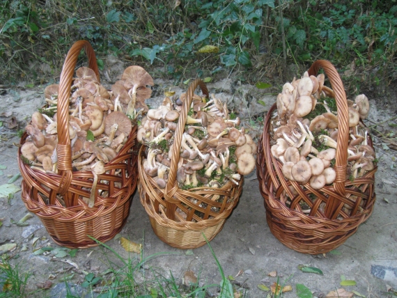 podpňovka Armillaria sp.