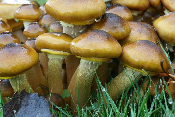 podpňovka Armillaria sp.