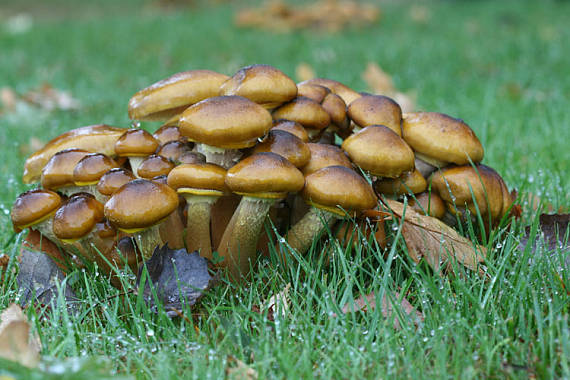 podpňovka Armillaria sp.