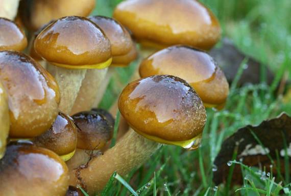 podpňovka Armillaria sp.