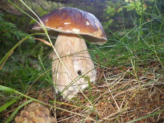 hríb smrekový Boletus edulis Bull.