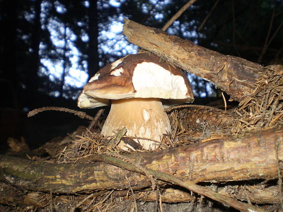 hríb smrekový Boletus edulis Bull.