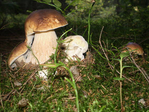 hríb smrekový Boletus edulis Bull.