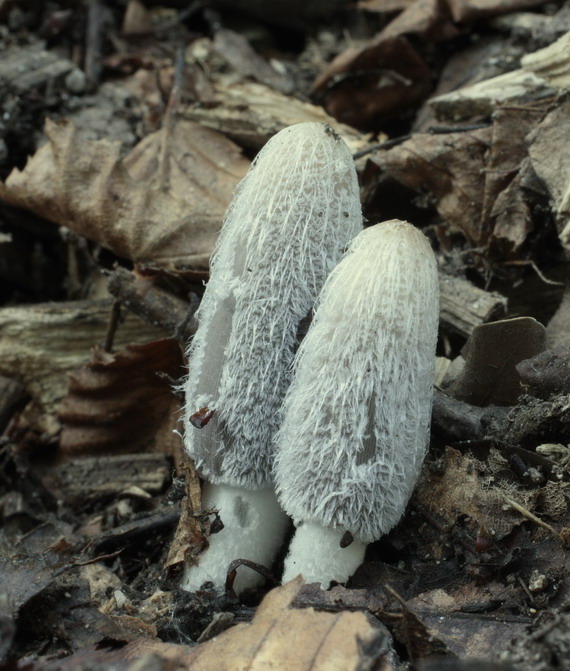 hnojník chlpatý Coprinopsis lagopus (Fr.) Redhead, Vilgalys & Moncalvo