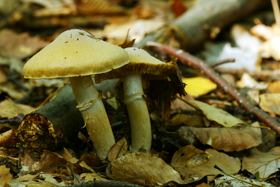 pavučinovec inovaťový Cortinarius caperatus (Pers.) Fr.