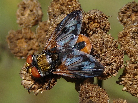 kuklica plochá Ectophasia crassipennis