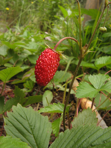 jahoda lesná Fragaria vesca L.