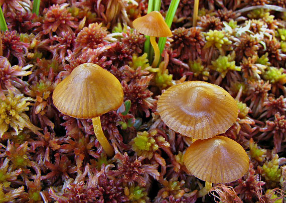 kapucňovka Galerina tibiicystis (G.F. Atk.) Kühner