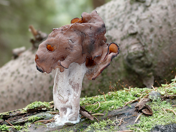 ušiak mitrovitý Gyromitra infula (Schaeff.) Quél.