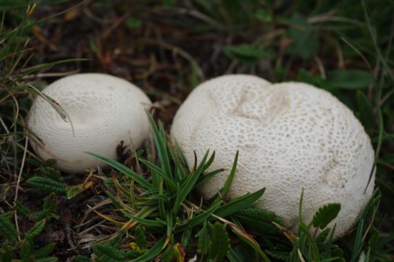 rozpadavec tatranský Lycoperdon sp.