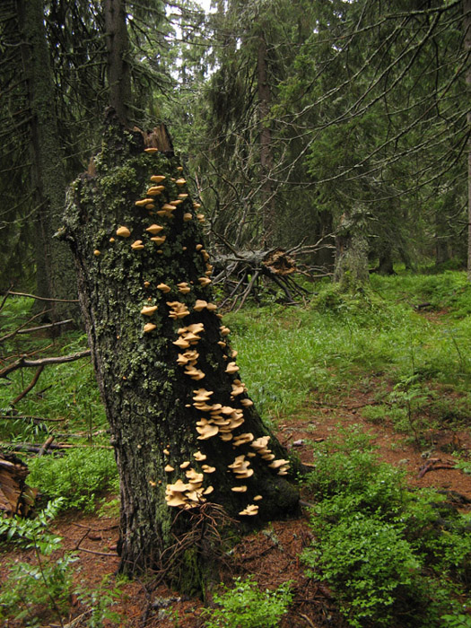 popradské pleso, Vysoké Tatry Natura