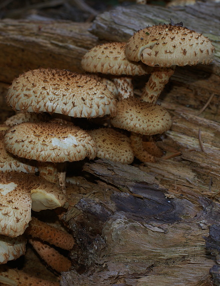 šupinovka šupinatá Pholiota squarrosa (Vahl) P. Kumm.