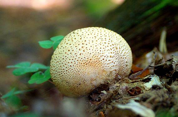 pestrec obyčajný Scleroderma citrinum Pers.