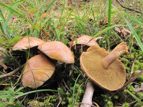 masliak kravský Suillus bovinus (Pers.) Roussel