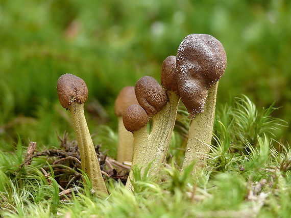 žezlovka hlavičkatá Tolypocladium capitatum (Holmsk.) Quandt, Kepler & Spatafora