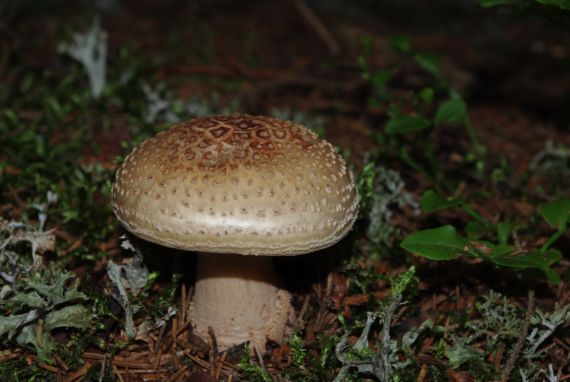 muchotrávka hrubá Amanita excelsa (Fr.) Bertill.