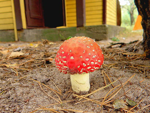 muchotrávka červená Amanita muscaria (L.) Lam.