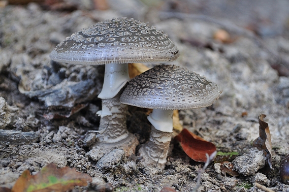 muchotrávka tigrovaná Amanita pantherina (DC.) Krombh.