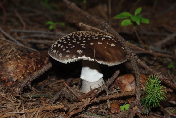 muchotrávka Amanita sp.