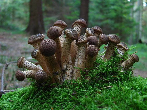 podpňovka obyčajná Armillaria mellea (Vahl) P. Kumm.