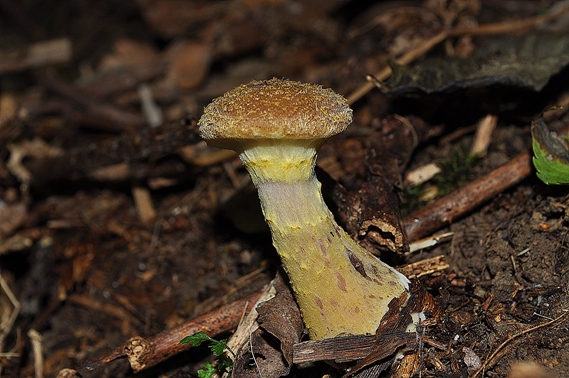 podpňovka obyčajná Armillaria mellea (Vahl) P. Kumm.