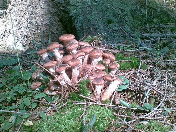 podpňovka tmavá Armillaria ostoyae (Romagn.) Herink