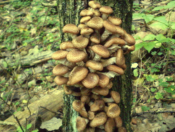 podpňovka tmavá Armillaria ostoyae (Romagn.) Herink