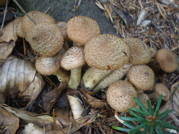 podpňovka Armillaria sp.