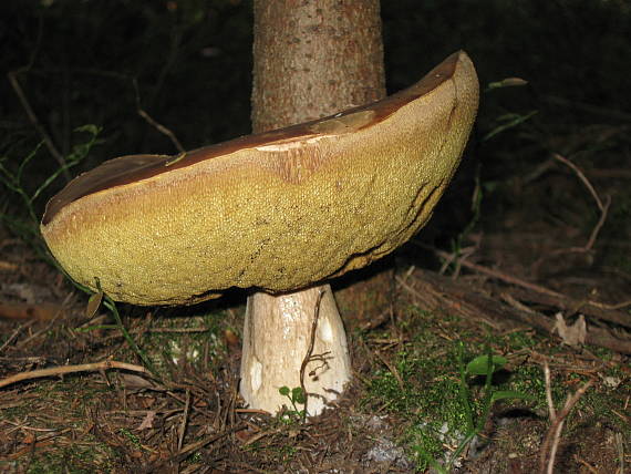 hríb smrekový Boletus edulis Bull.