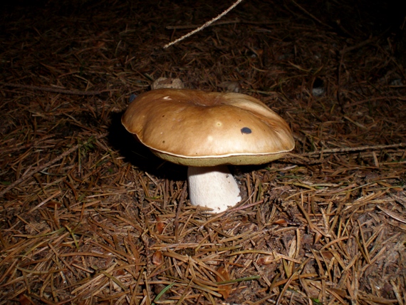 hríb smrekový Boletus edulis Bull.