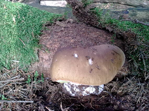 hríb smrekový Boletus edulis Bull.