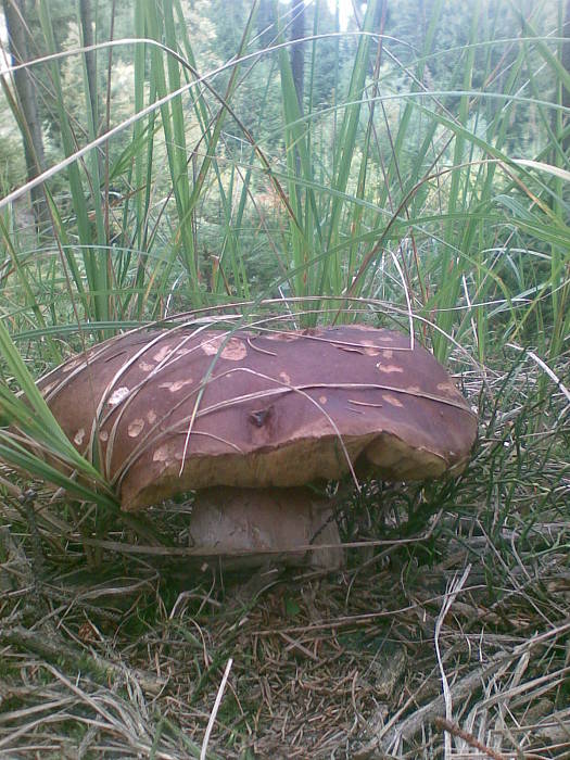 hríb smrekový-OktOBRÁK... Boletus edulis Bull.