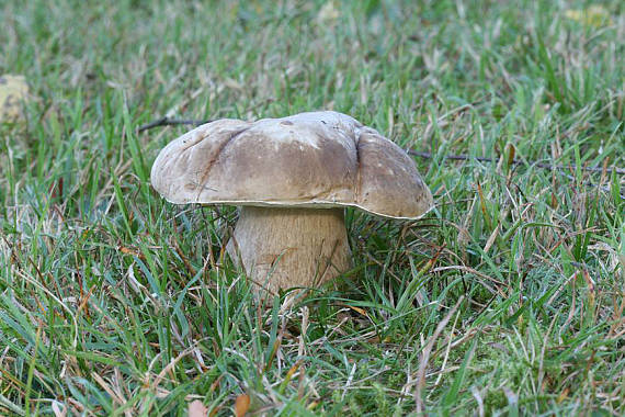 hríb dubový Boletus reticulatus Schaeff.