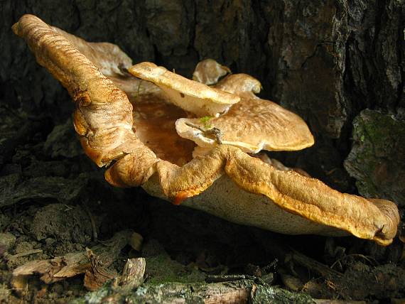 trsovec horský Bondarzewia mesenterica (Schaeff.) Kreisel