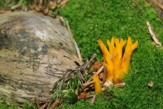 parôžkovec lepkavý Calocera viscosa (Pers.) Fr.