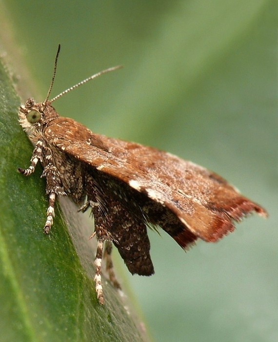 listomôľka jabloňová    Choreutis pariana Clerck, 1759