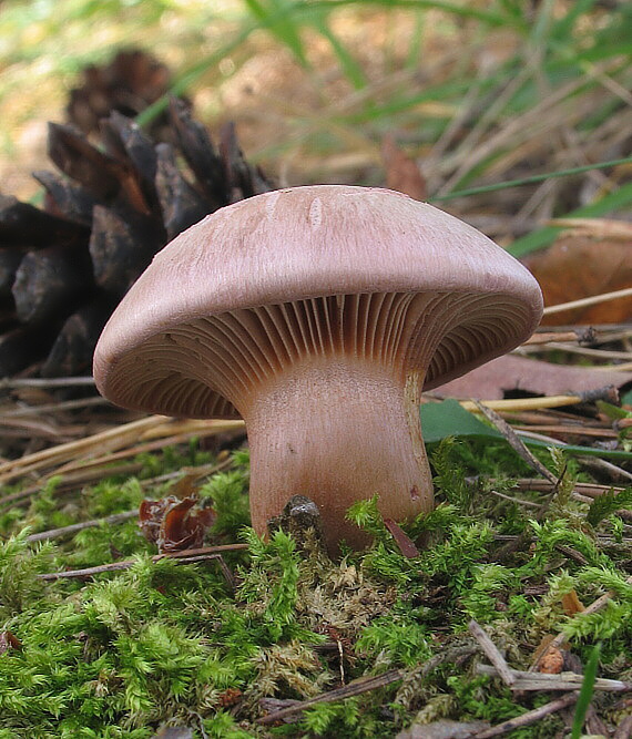 sliziak lepkavý Chroogomphus rutilus (Schaeff.) O.K. Mill.