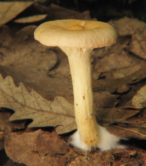 strmuľka veľká ? Clitocybe geotropa? (Bull.ex St-Am.) Quél.