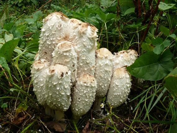 hnojník obecný - Hnojník obyčajný Coprinus comatus  (O.F. Müll.) Pers.