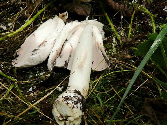 hnojník obecný - Hnojník obyčajný Coprinus comatus  (O.F. Müll.) Pers.