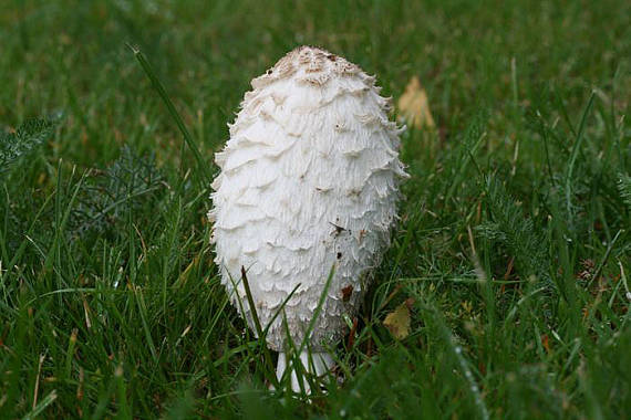 hnojník obyčajný Coprinus comatus (O.F. Müll.) Pers.